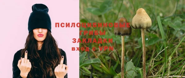 прущие грибы Михайловка